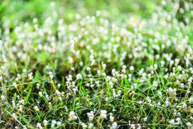 beyaz çiçek ve yeşil çimen.