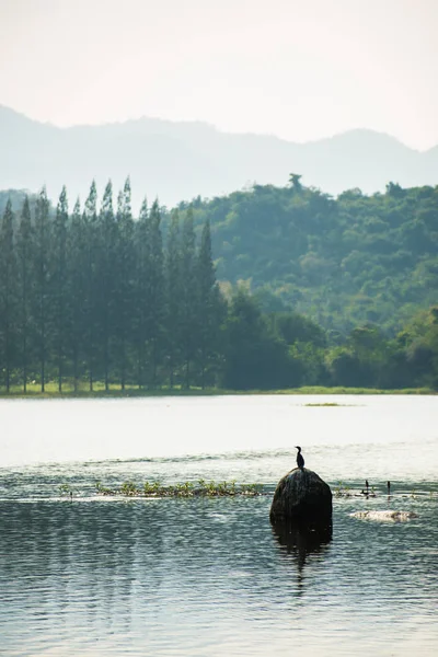 Dağ ve rezervuar ve kuş taş.