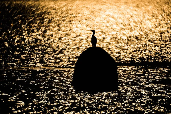 Siluet kuş ve altın çember bokeh.