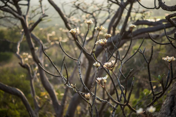 Beyaz arka plan üzerinde beyaz çiçek ve güneş ışık.