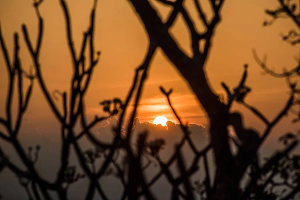 gün batımında siluet ağacı ve turuncu gökyüzü.