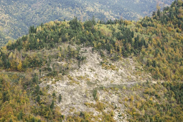 Forest clearing on a mountain hill in autumn