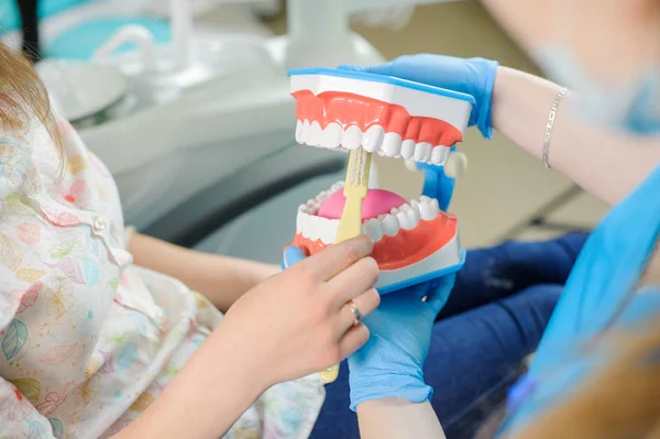 치과 의사 치과 병원에서 환자에 게 보여주는 치과 턱 모델 — 스톡 사진