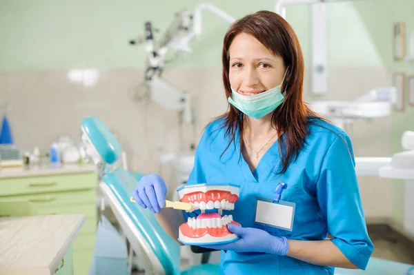 여성 치과 치과 턱 모델 및 toothbrusht — 스톡 사진