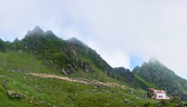 Stado owiec na pastwiskach alpejskich w pobliżu samotny dom w dolinie Fagaras góry, Siedmiogrodzie, Europa. Góry pokryte mgła. — Zdjęcie stockowe