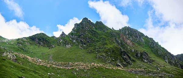 Πανοραμική εικόνα μαγευτική καταπράσινη βραχώδη όρη και πλαγιές με λευκά πρόβατα περπάτημα και όμορφο μπλε ουρανό πίσω. Η φύση στη Ρουμανία. Ξεκάθαρο τοπίο λόφων δέντρα καταπληκτική θέα θεαματικό τοπίο — Φωτογραφία Αρχείου