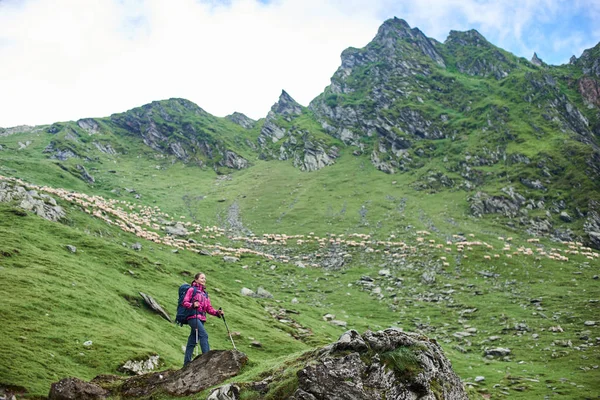 Tânăra femeie turistică stă la poalele muntelui pe o stâncă. Pe un fundal încețoșat, puteți vedea o turmă de oi și un teren muntos verde. Munții Făgăraș, Carpați, România — Fotografie, imagine de stoc