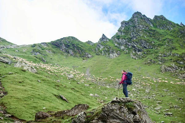 Tânăra alpinist cu bastoane de mers pe jos în picioare pe marginea stâncii admirând frumusețea munților verzi stâncoși și a pajiștilor și a oilor de mers pe jos în România. Femeie uimitor vedere uluitoare peisaj natura — Fotografie, imagine de stoc