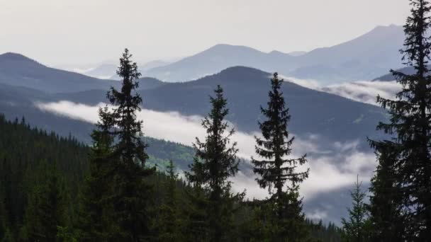 Timelapse Brouillard Brumeux Soufflant Sur Les Montagnes Avec Forêt Pins — Video