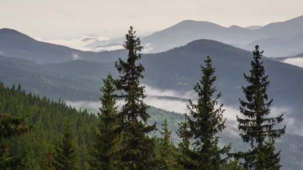 Nuages Sous Les Montagnes Avec Forêts Pins Crête Paysage Timelapse — Video