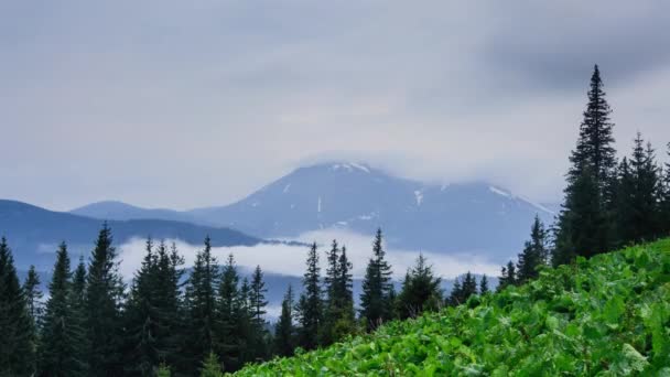 Naturaleza Timelapse Paisaje Montañas Bosques Pinos Con Hermosas Nubes Que — Vídeo de stock