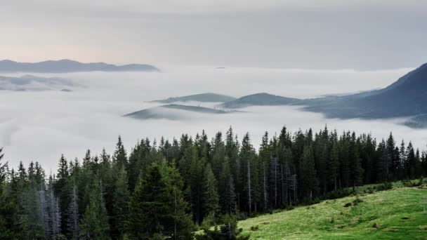 Fantastic Landscape Fir Trees Hills Covered Clouds Timelapse Beautiful Landscape — ストック動画