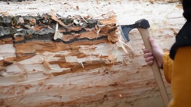 Woodsman Hands Removing Bark Big Tree Trunk Manual Axe Close — ストック動画