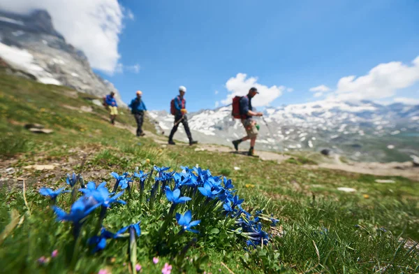 Enfoque Selectivo Flores Alpinas Azules Grupo Cuatro Turistas Caminando Con — Foto de Stock