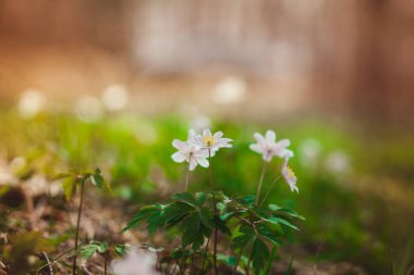 Kardelen ormandaki ilk bahar çiçekleri vardır. Beyaz kardelen close-up fotoğraf