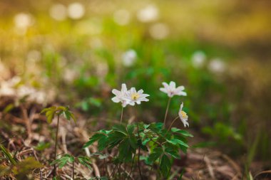 Kardelen ormandaki ilk bahar çiçekleri vardır. Beyaz kardelen close-up fotoğraf