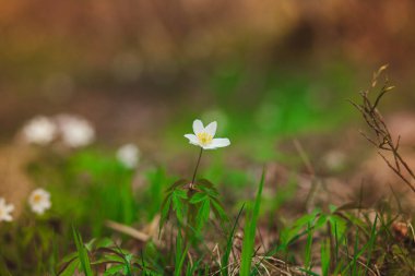 Kardelen ormandaki ilk bahar çiçekleri vardır. Beyaz kardelen close-up fotoğraf