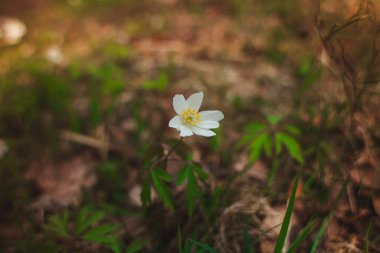 Kardelen ormandaki ilk bahar çiçekleri vardır. Beyaz kardelen close-up fotoğraf