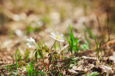 Kardelen ormandaki ilk bahar çiçekleri vardır. Beyaz kardelen close-up fotoğraf