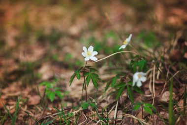 Kardelen ormandaki ilk bahar çiçekleri vardır. Beyaz kardelen close-up fotoğraf