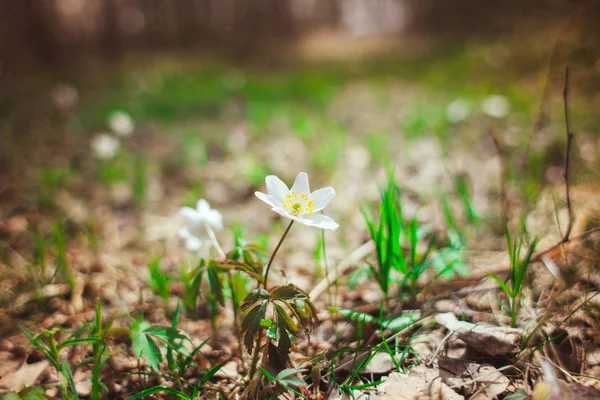 Τα πρώτα λουλούδια της άνοιξης είναι snowdrops στο δάσος. Φωτογραφία του close-up του λευκού λευκόιο — Φωτογραφία Αρχείου