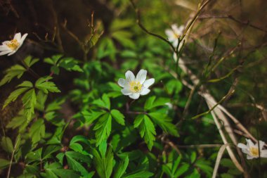 Kardelen ormandaki ilk bahar çiçekleri vardır. Beyaz kardelen close-up fotoğraf