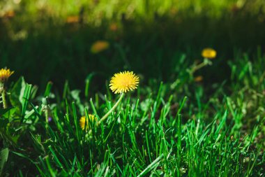 Yeşil arka planlı portre sarı karahindiba çiçek