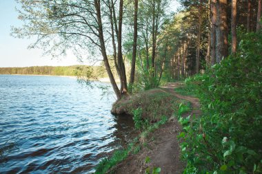 Güzel yaz manzara. Göl ve kıyı ağaçlar ile