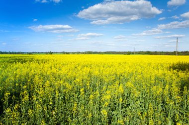 Güzel doğal manzara. Sarı, çiçekli tecavüz ve bahar bulutlar ile mavi gökyüzü parlak alan