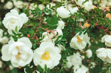 Altın alyans beyaz gül yakın çekim yaz aylarında güzel bir Bush