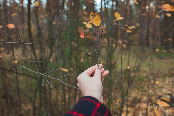 Uma menina está segurando uma folha de outono amarelo em sua mão contra o fundo de uma floresta de outono — Fotografia de Stock
