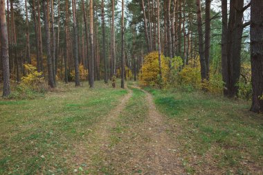 Orman Sonbahar yolu düşen sarı yapraklar ile. Parkta doğal arka plan
