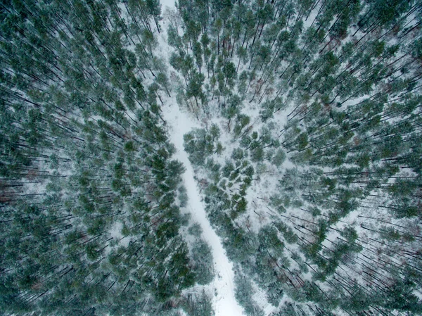 Zima Las Widok Góry Zdjęcie Zostało Zrobione Drone Sosna Jodła — Zdjęcie stockowe