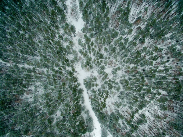 Floresta Inverno Vista Cima Foto Foi Tirada Com Drone Floresta — Fotografia de Stock