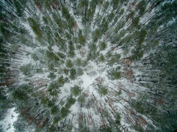 Zima Las Widok Góry Zdjęcie Zostało Zrobione Drone Sosna Jodła — Zdjęcie stockowe