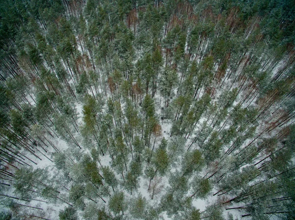 Floresta Inverno Vista Cima Foto Foi Tirada Com Drone Floresta — Fotografia de Stock