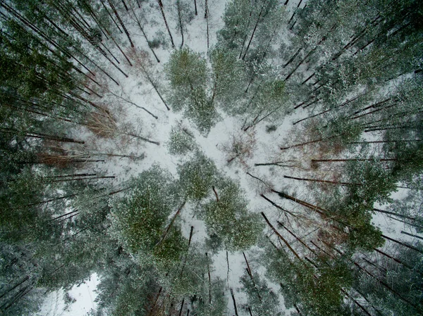 Floresta Inverno Vista Cima Foto Foi Tirada Com Drone Floresta — Fotografia de Stock