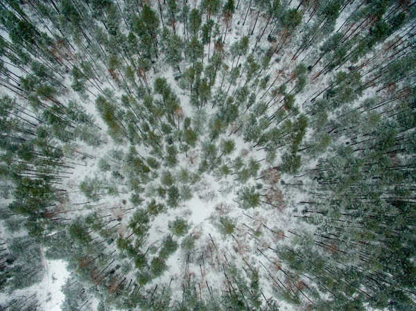 Foresta Invernale Vista Dall Alto Foto Stata Scattata Con Drone — Foto Stock