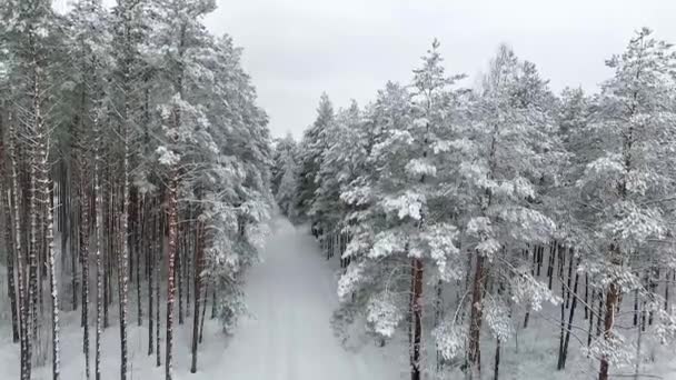 Paisaje Forestal Invernal Bosque Verde Nieve Desde Una Altura Levanta — Vídeos de Stock