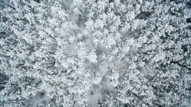 Kış orman. Yukarıdan görüntüleyin. Fotoğraf ile bir dron çekilmişti. Karda orman çam ve köknar