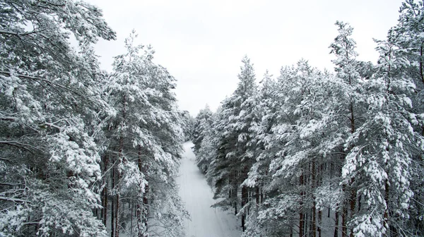 Bosque de invierno y la carretera. Vista desde arriba. La foto fue tomada con un dron. Bosque de pino y abeto en la nieve — Foto de Stock