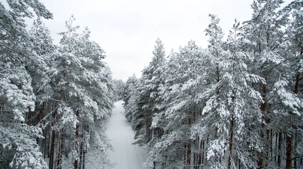 Bosque de invierno y la carretera. Vista desde arriba. La foto fue tomada con un dron. Bosque de pino y abeto en la nieve — Foto de Stock