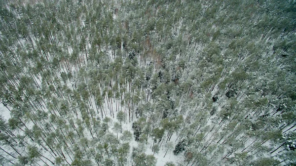 Floresta de Inverno. Vista de cima. A foto foi tirada com um drone. Floresta de pinheiro e abeto na neve — Fotografia de Stock