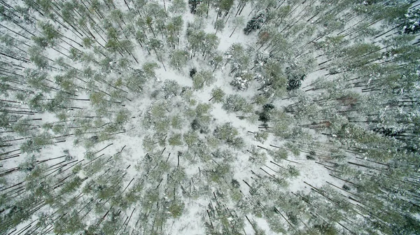 Winter forest. View from above. The photo was taken with a drone. Pine and fir forest in the snow