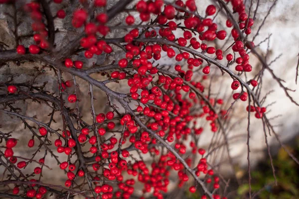 Photo of red berries in autumn. Bright red berries on a bush close-up