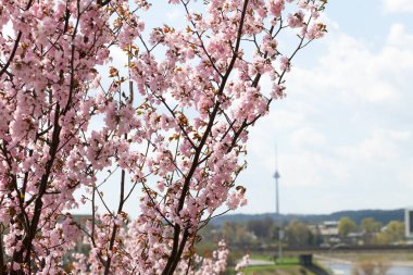 Bir elma ağacı üzerinde pembe çiçekler parlak ve hassas. Yaz gökyüzü arka plan arkadan mavi.