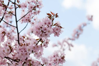 Bir elma ağacı üzerinde pembe çiçekler parlak ve hassas. Yaz gökyüzü arka plan arkadan mavi.