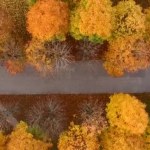 Видео с беспилотника. Вид сверху на осенний парк. Желтые деревья и дорожка. Съемка движения