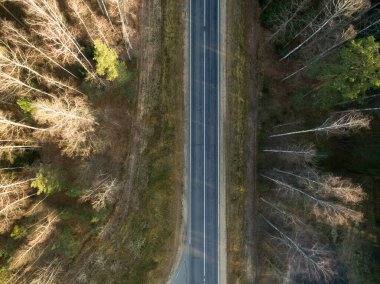 Asfalt yolu sonbaharda yeşil bir ormandan geçiyor. Manzaralı hava manzarası. Üst görünüm
