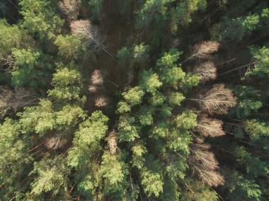 Sonbahar ormanının en üst manzarası. Manzaranın havadan görünüşü